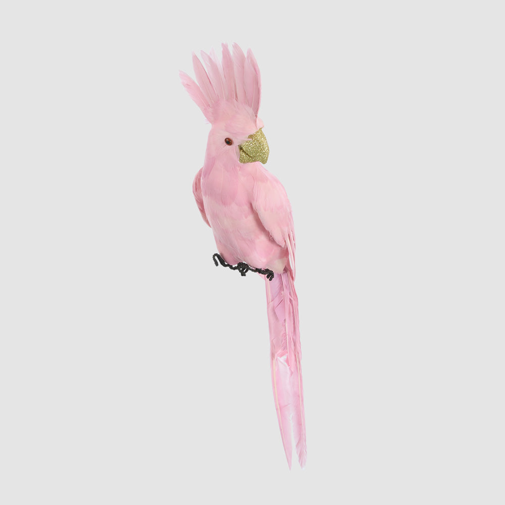 Pink Parrot