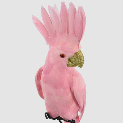 Pink Parrot
