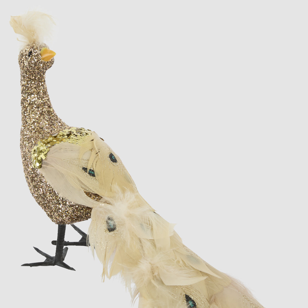 Champagne Peacock
