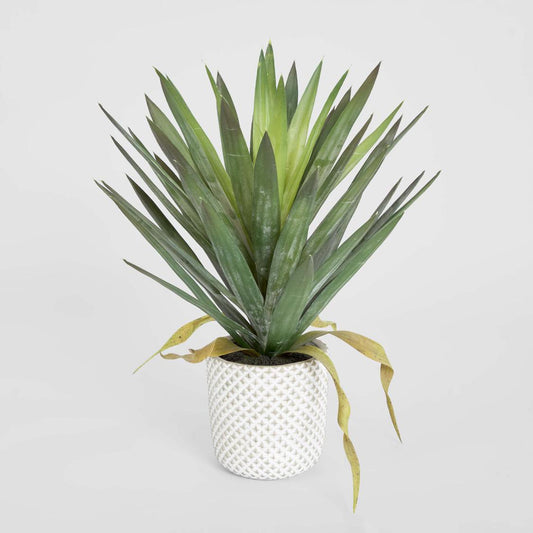 Yucca Gloriosa In Cement Pot