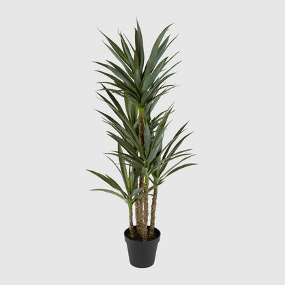 Yucca 5 Branch in Black Pot