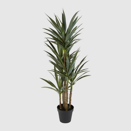 Yucca 5 Branch in Black Pot