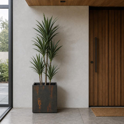 Yucca 5 Branch in Black Pot