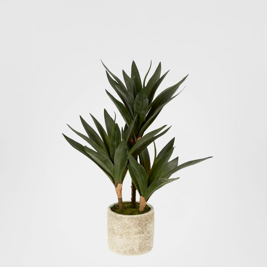 Baby Yucca In Cement Pot